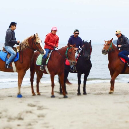 ホーストレッキングファーム三浦海岸 みうら観光ガイド